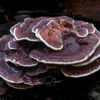 Nature_026