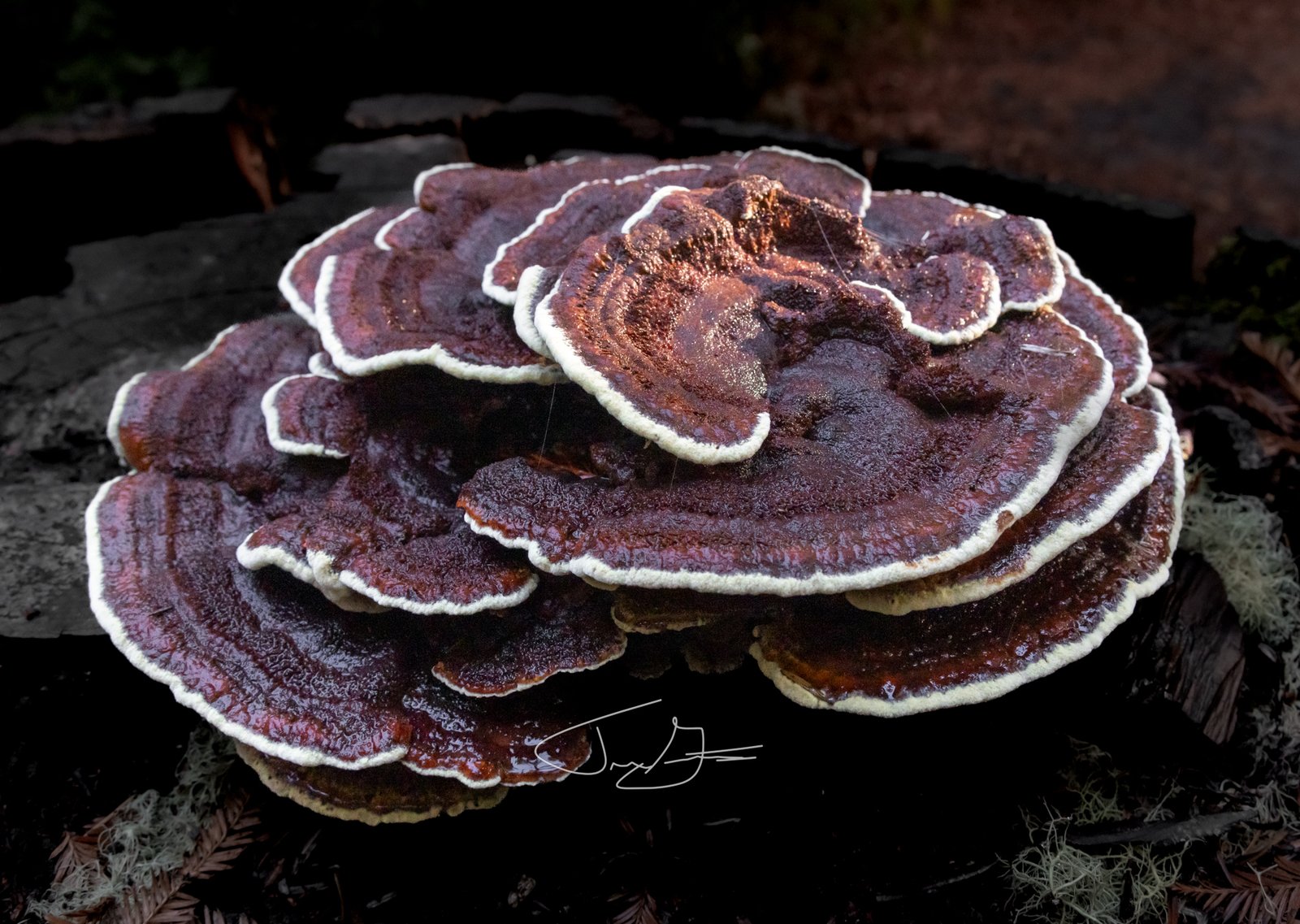 Nature_026