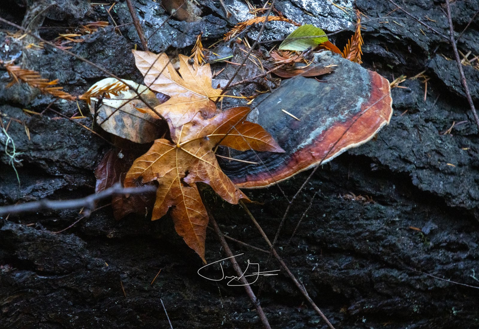 Nature_025