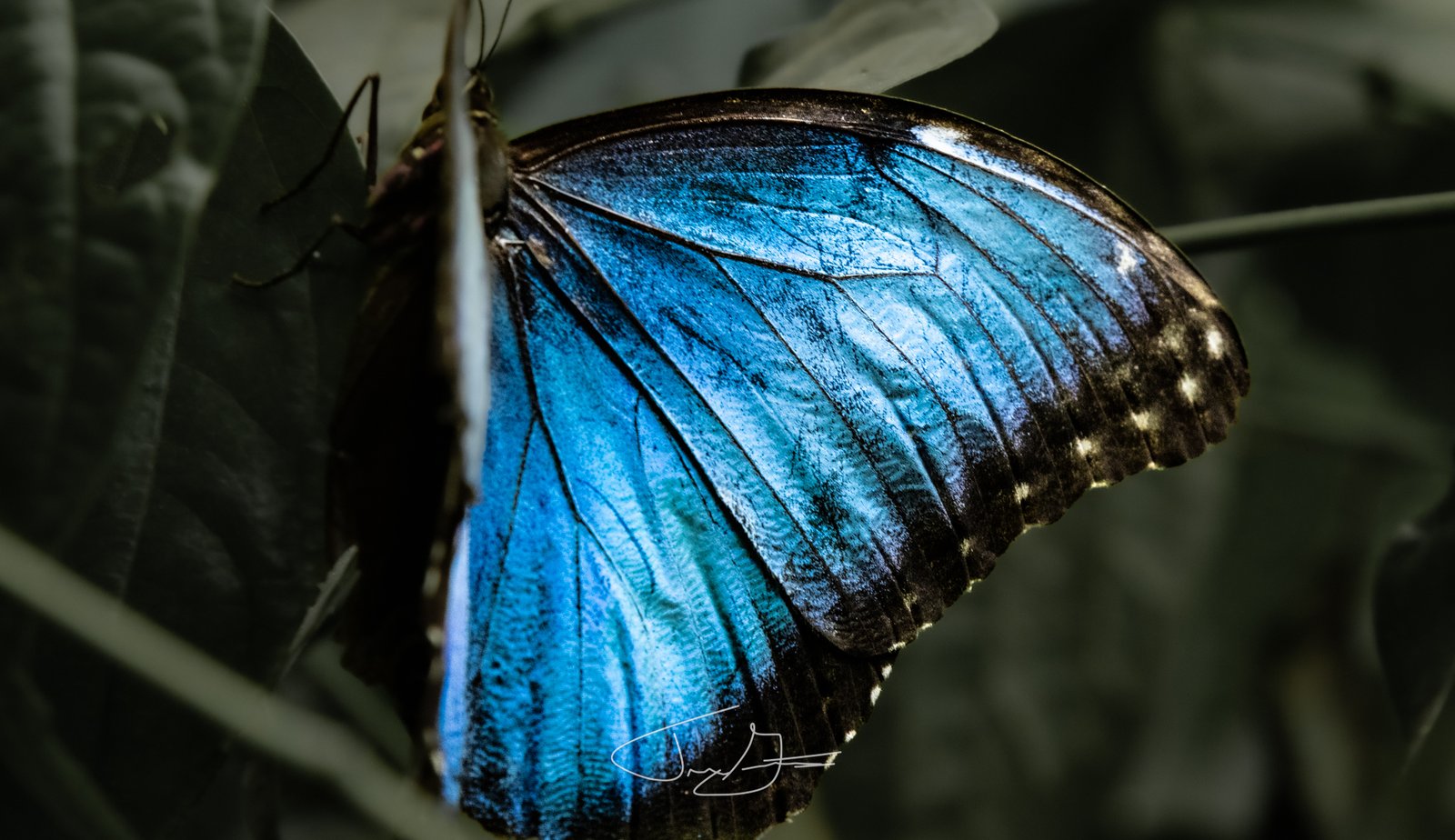Nature_019