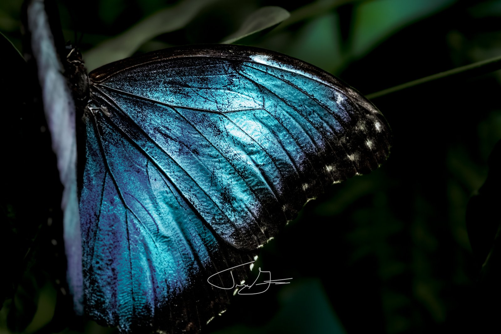 Nature_018
