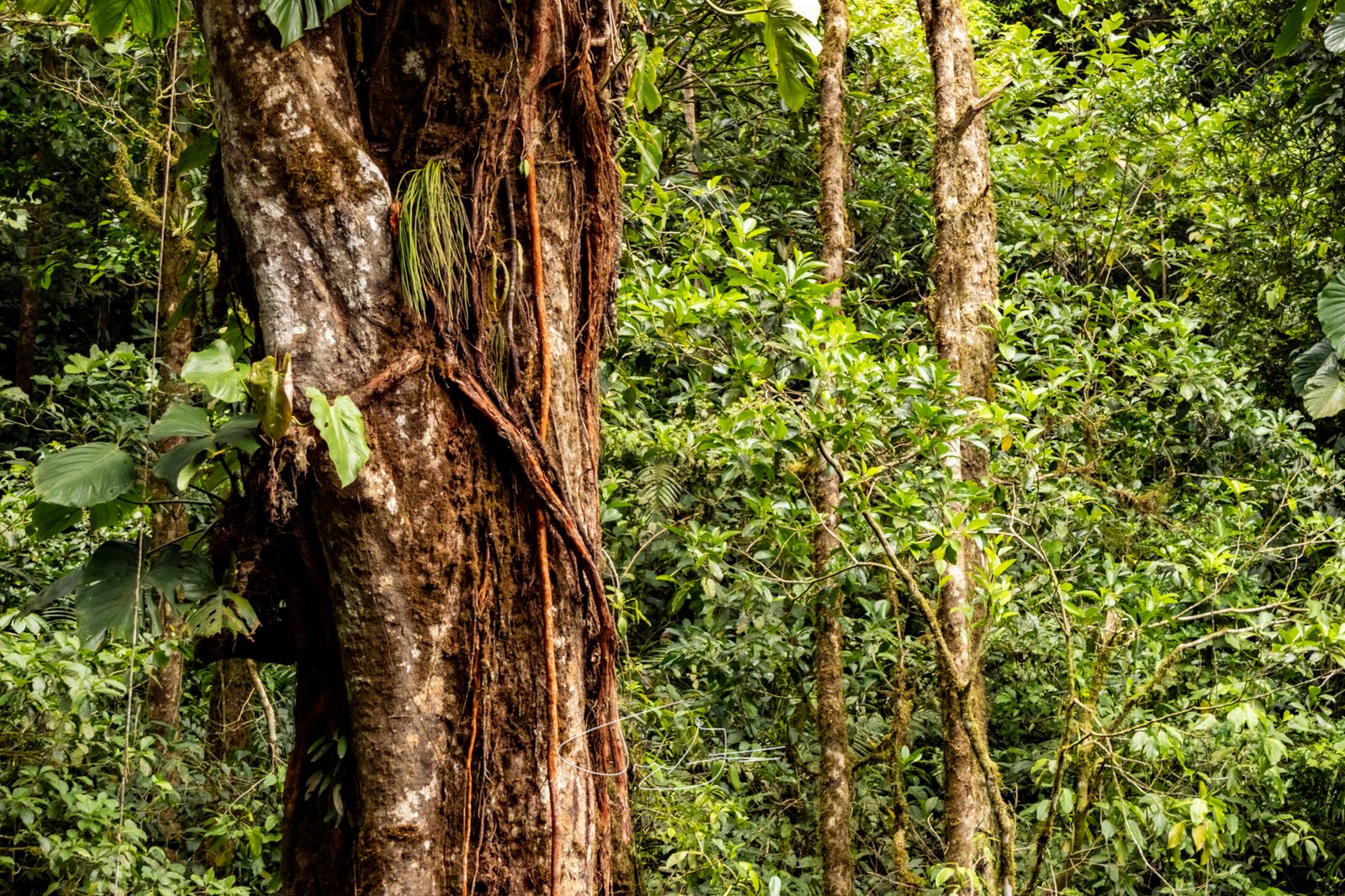 Nature_017