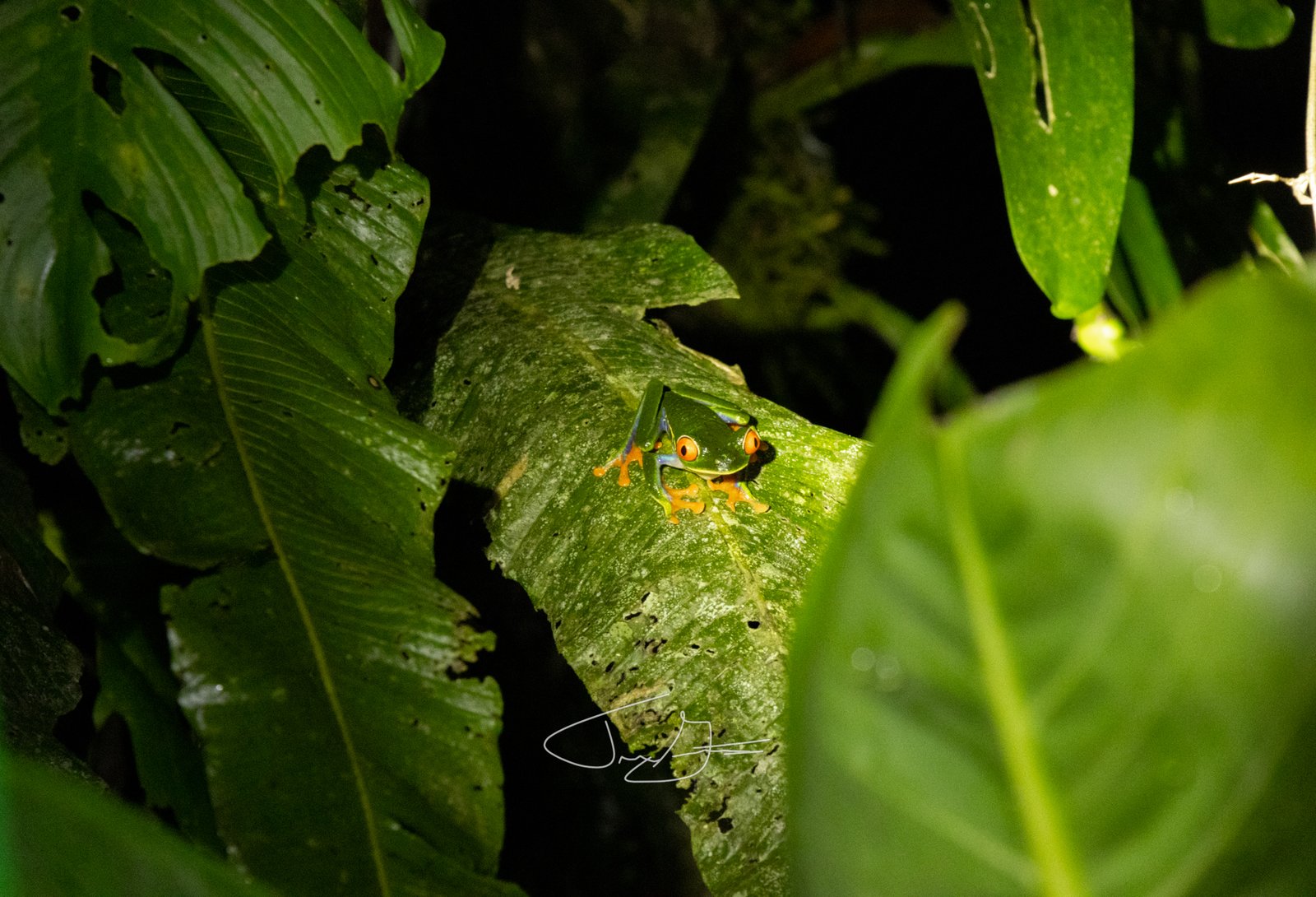 Nature_015