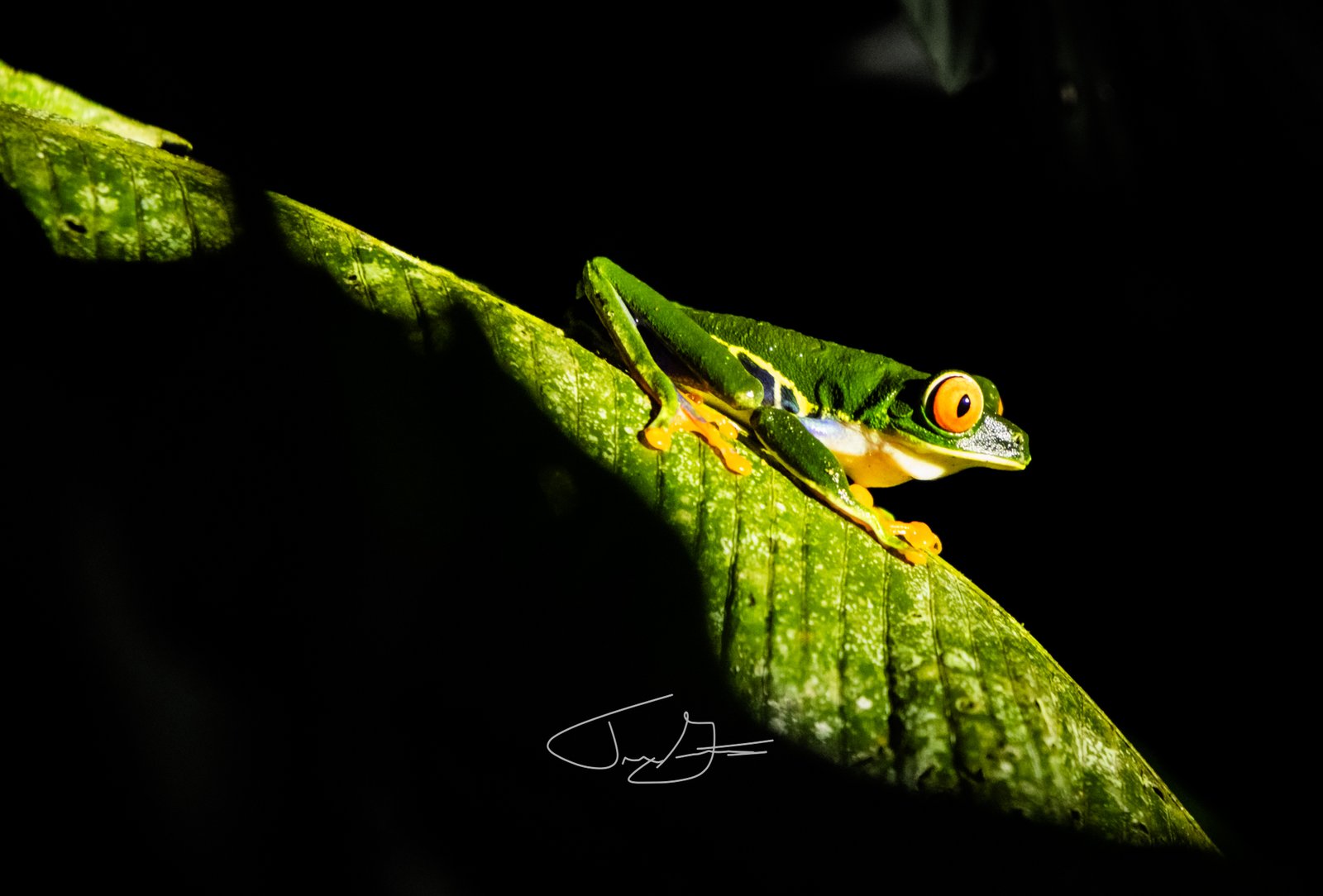 Nature_014