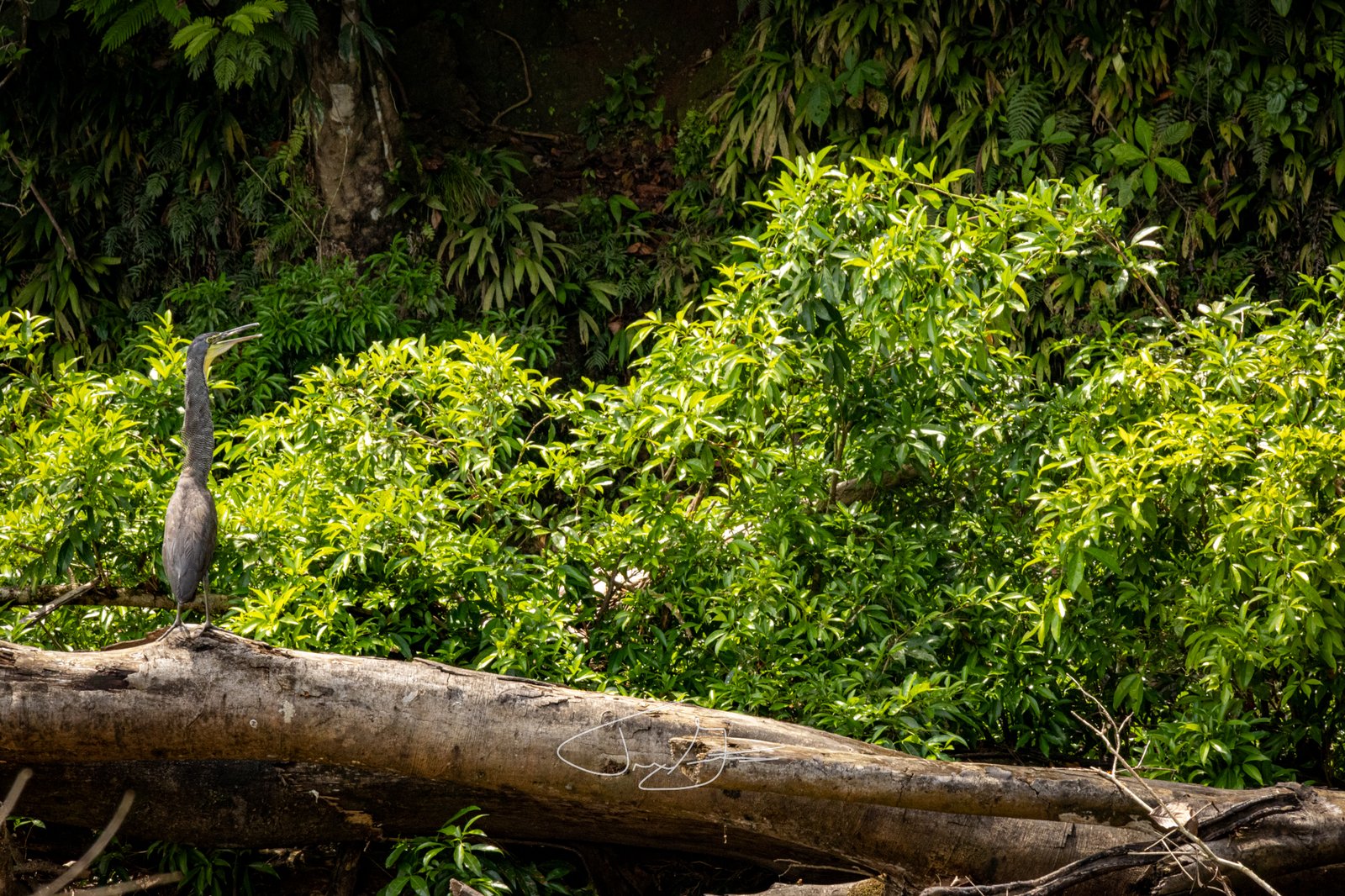 Nature_013