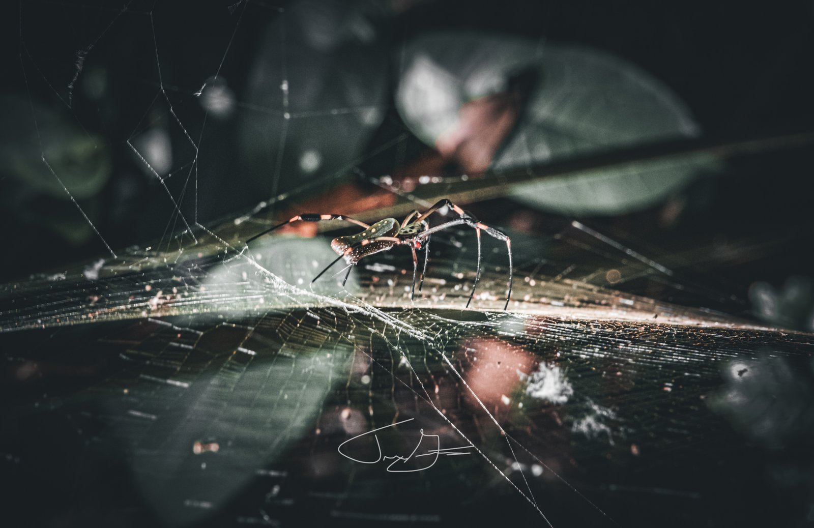 Nature_012