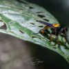 Nature_011