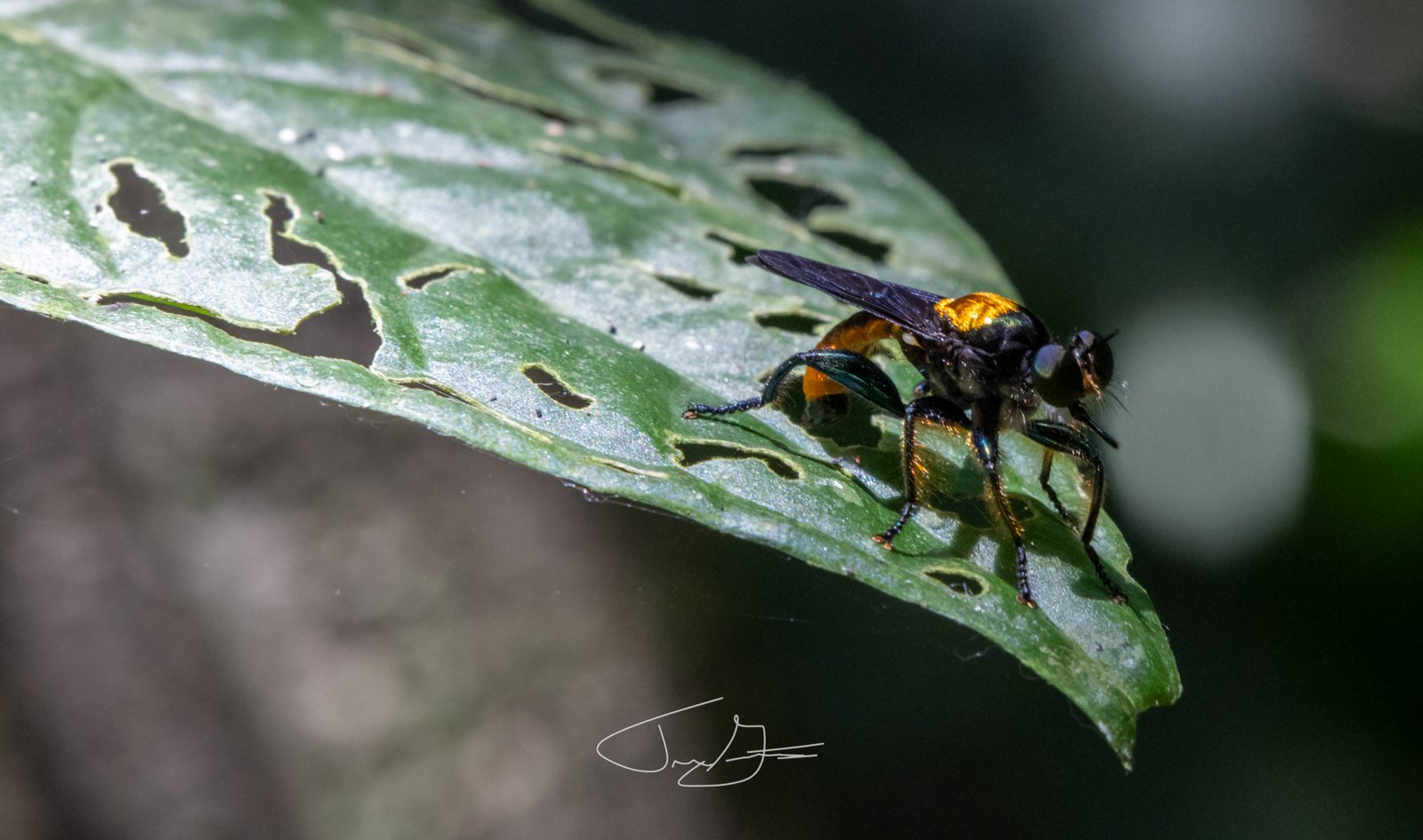 Nature_011