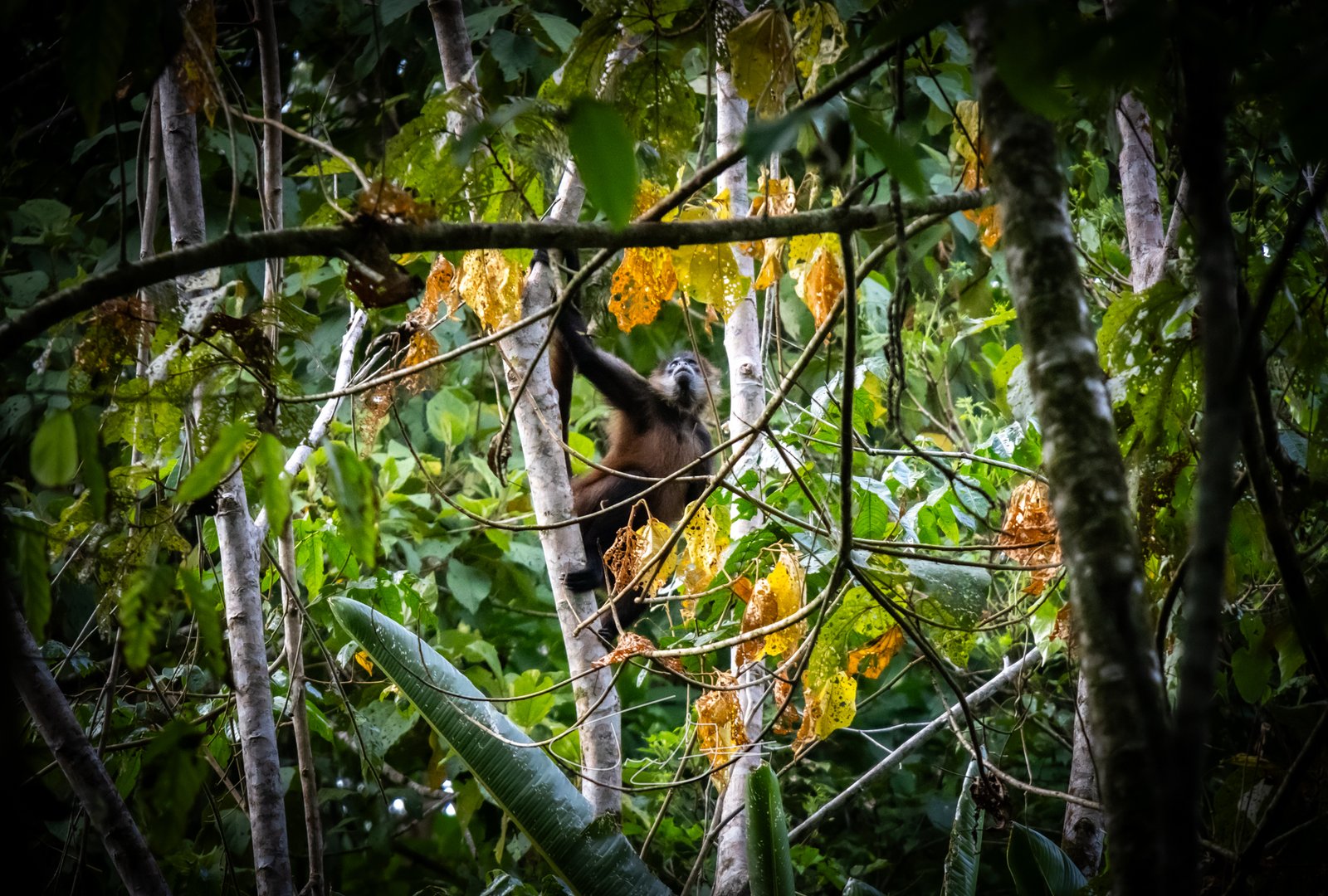 Nature_010
