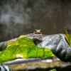 Nature_009
