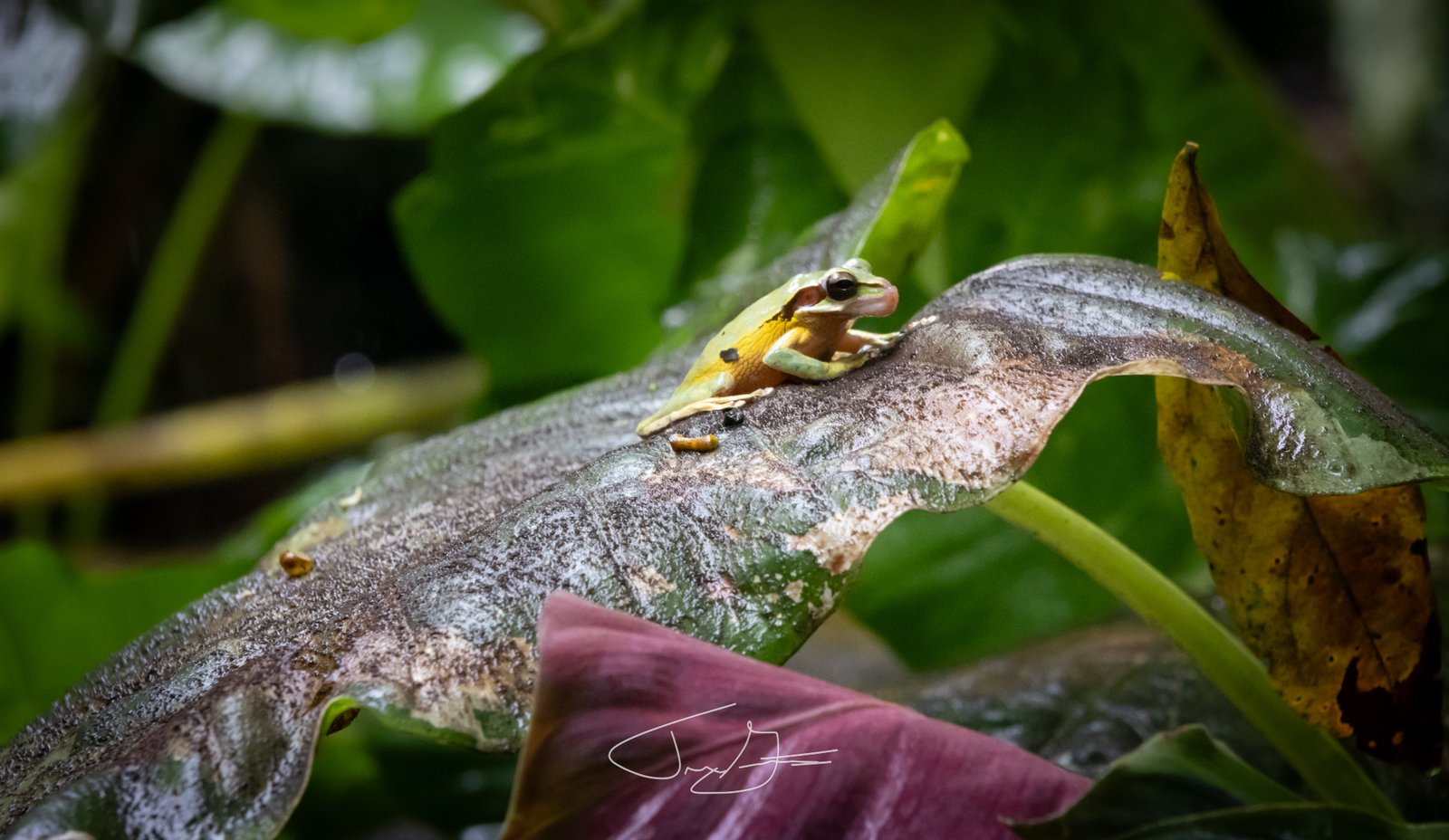 Nature_008