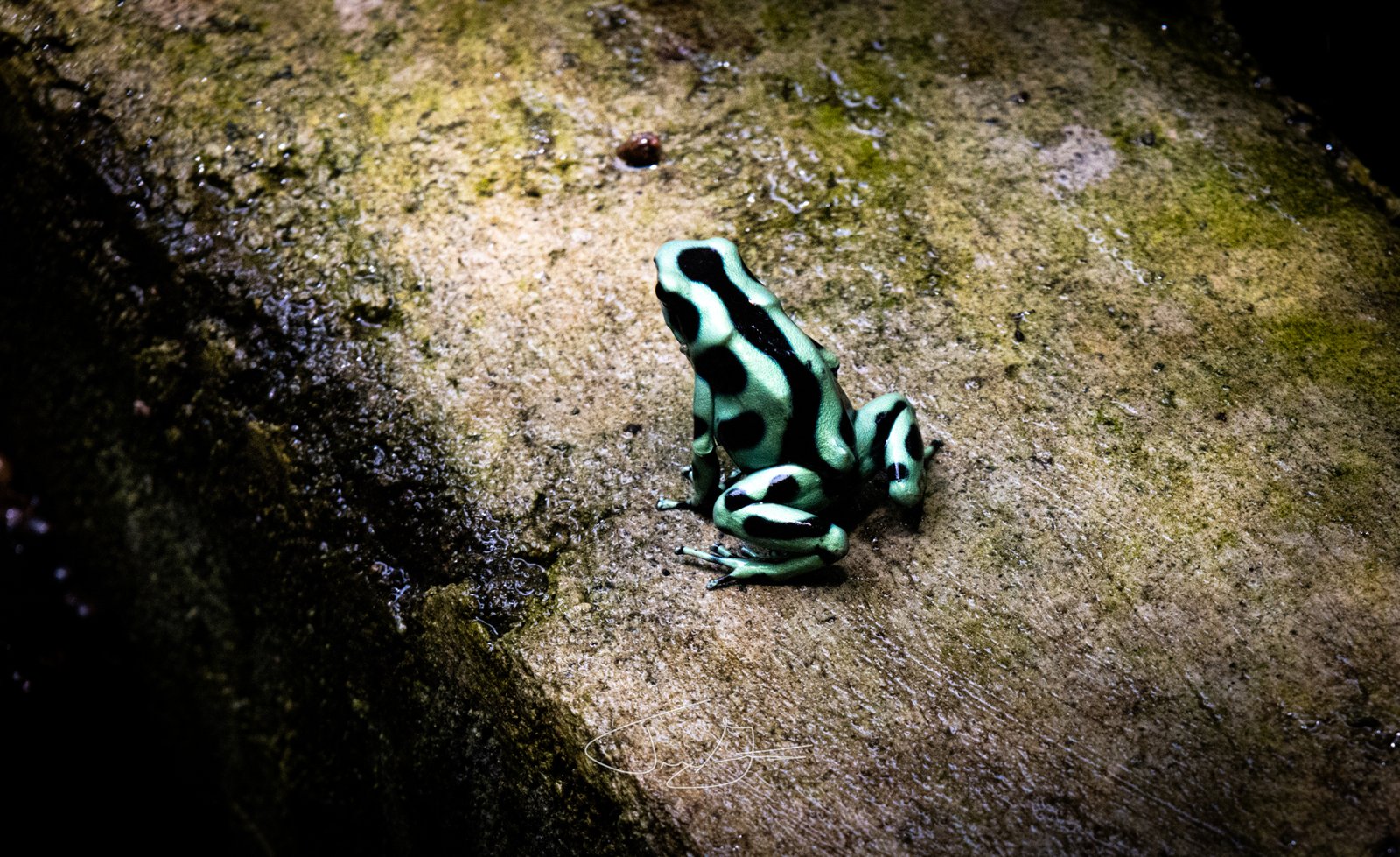 Nature_007
