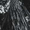 Nature_005