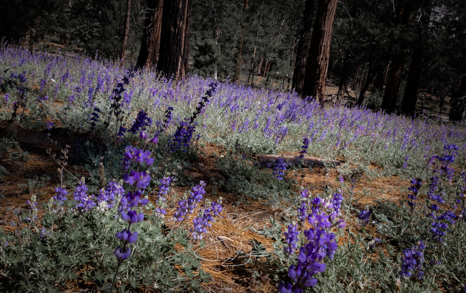 Nature_003