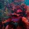 Underwater_004