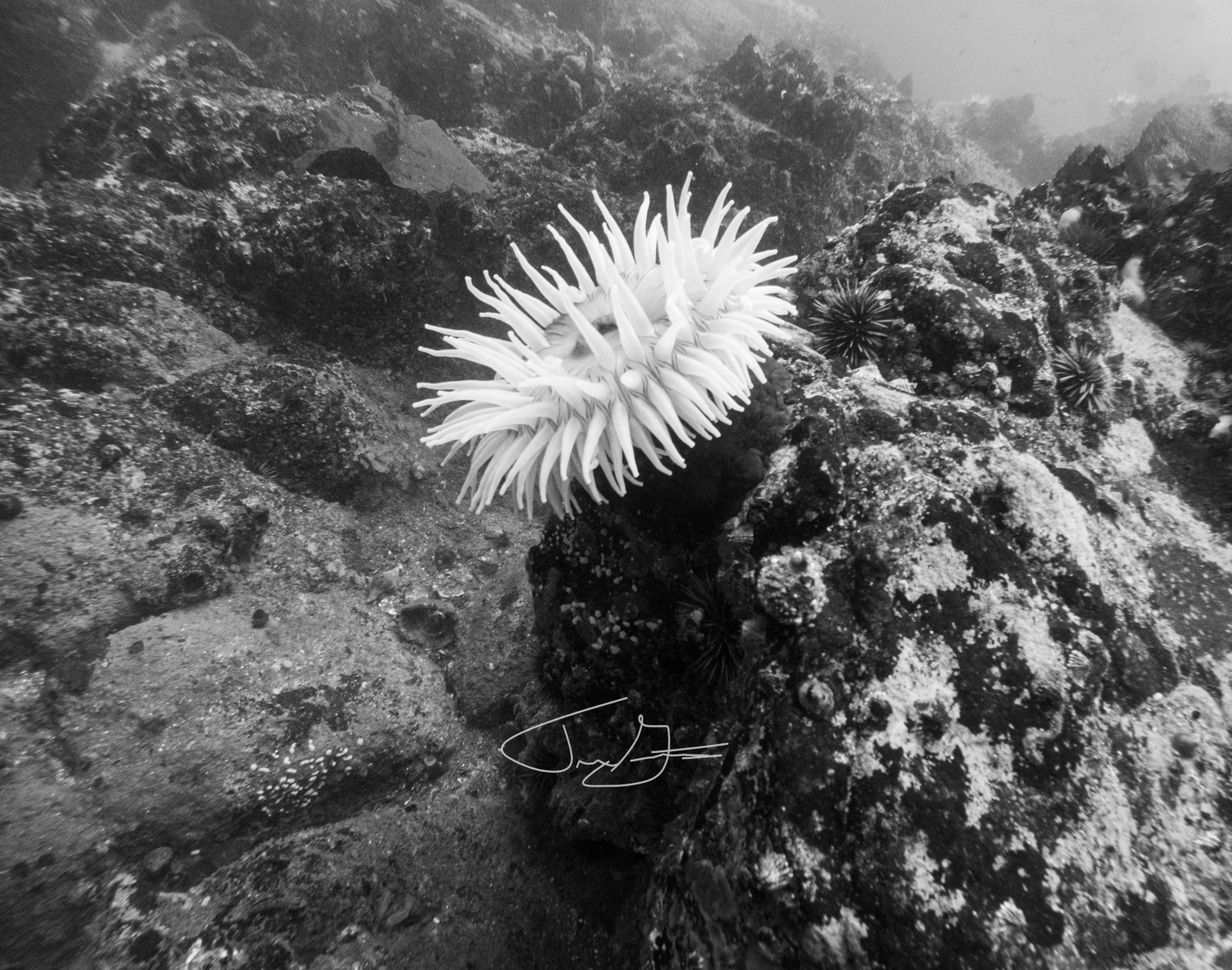 Underwater_003