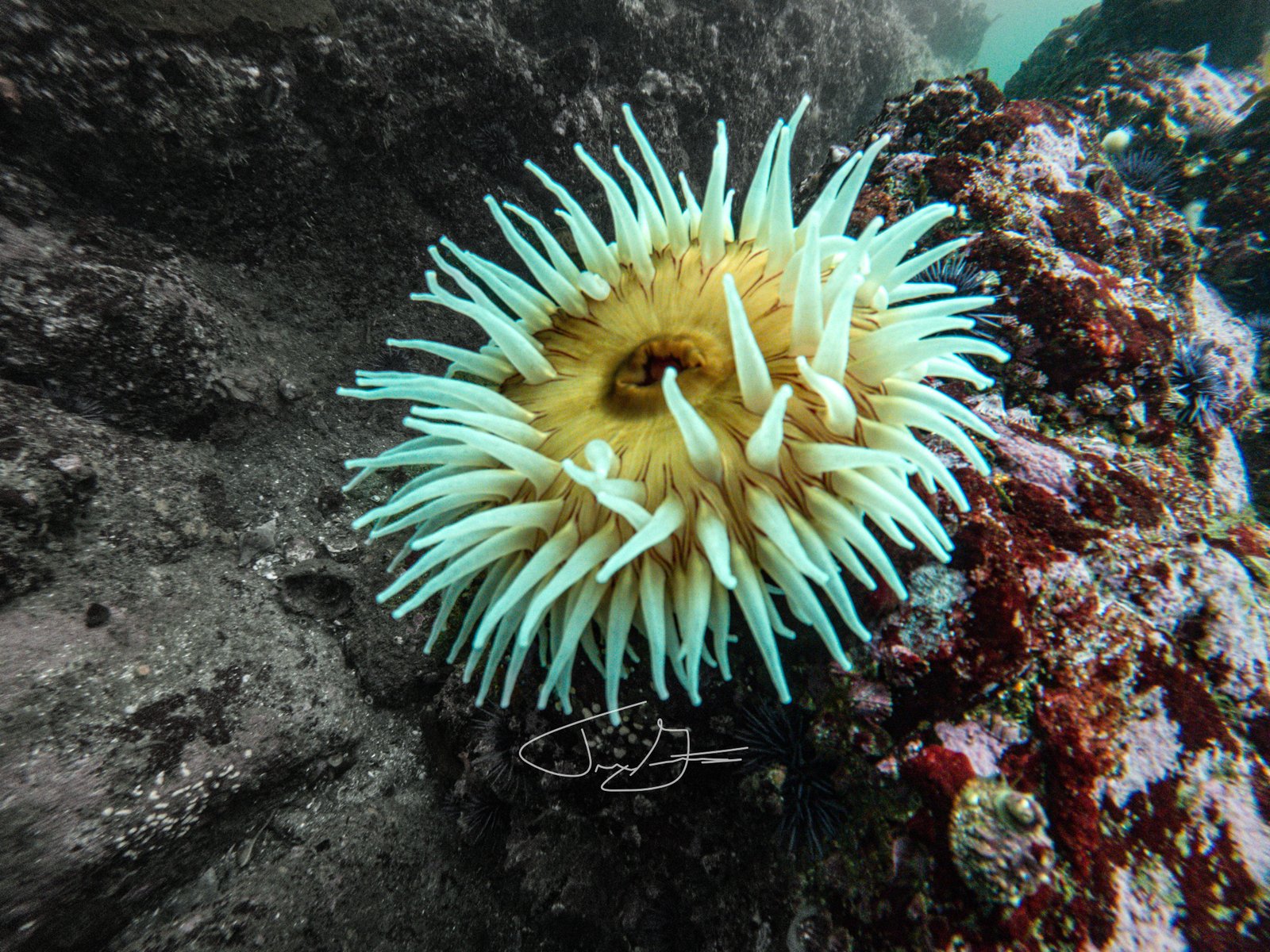 Underwater_002