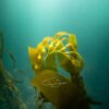 Underwater_001