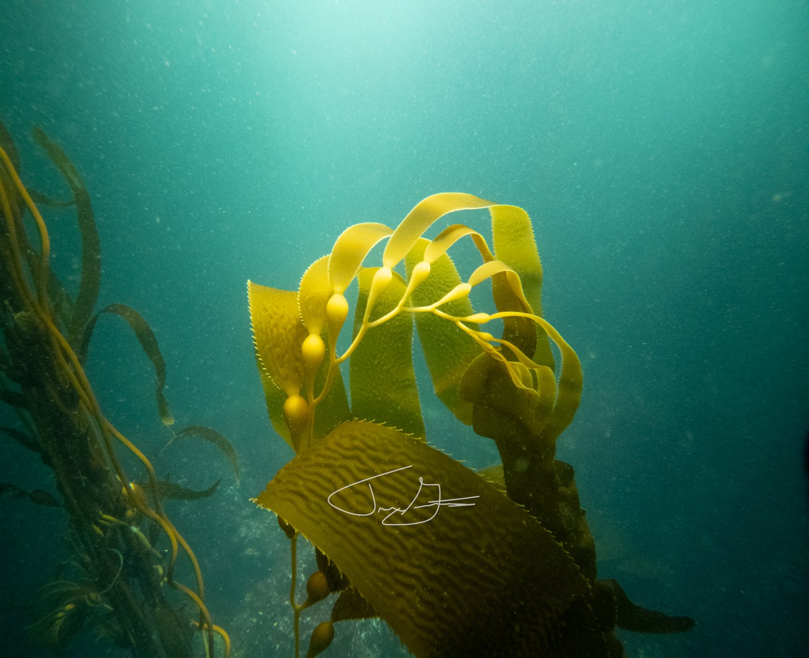 Underwater_001