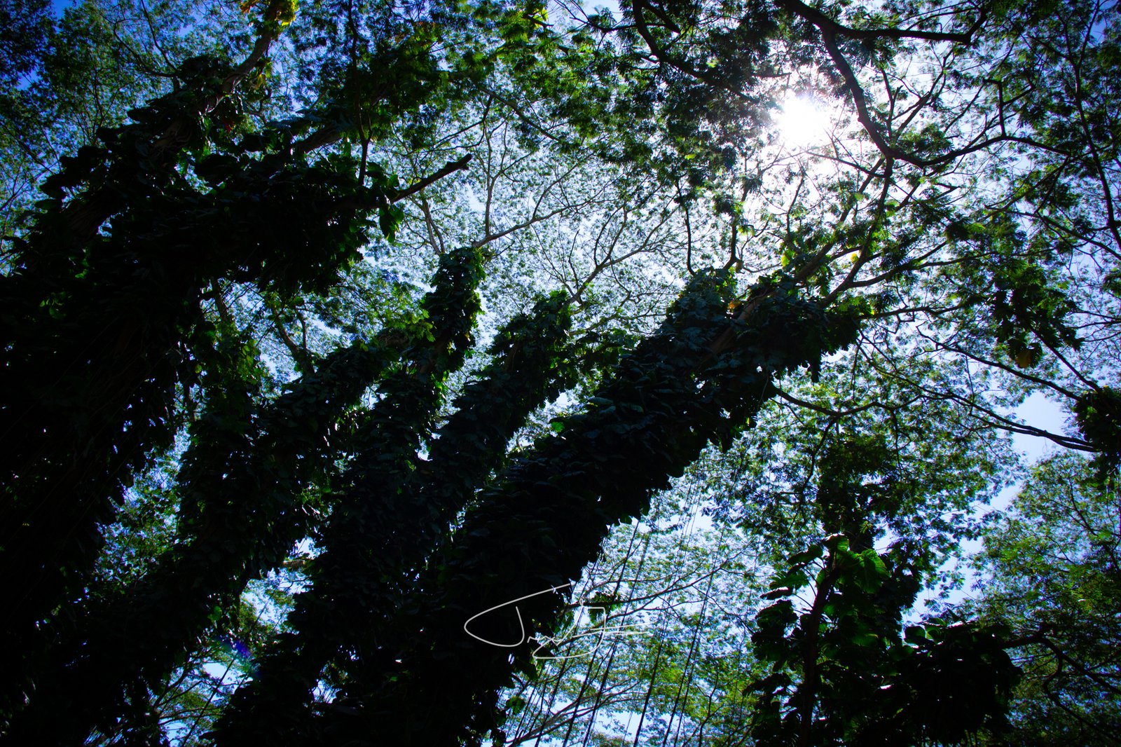 Nature_002