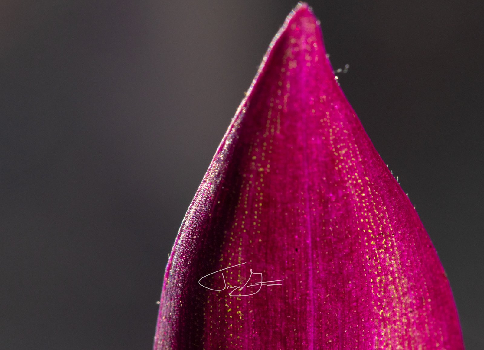 Macro_006