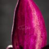 Macro_005