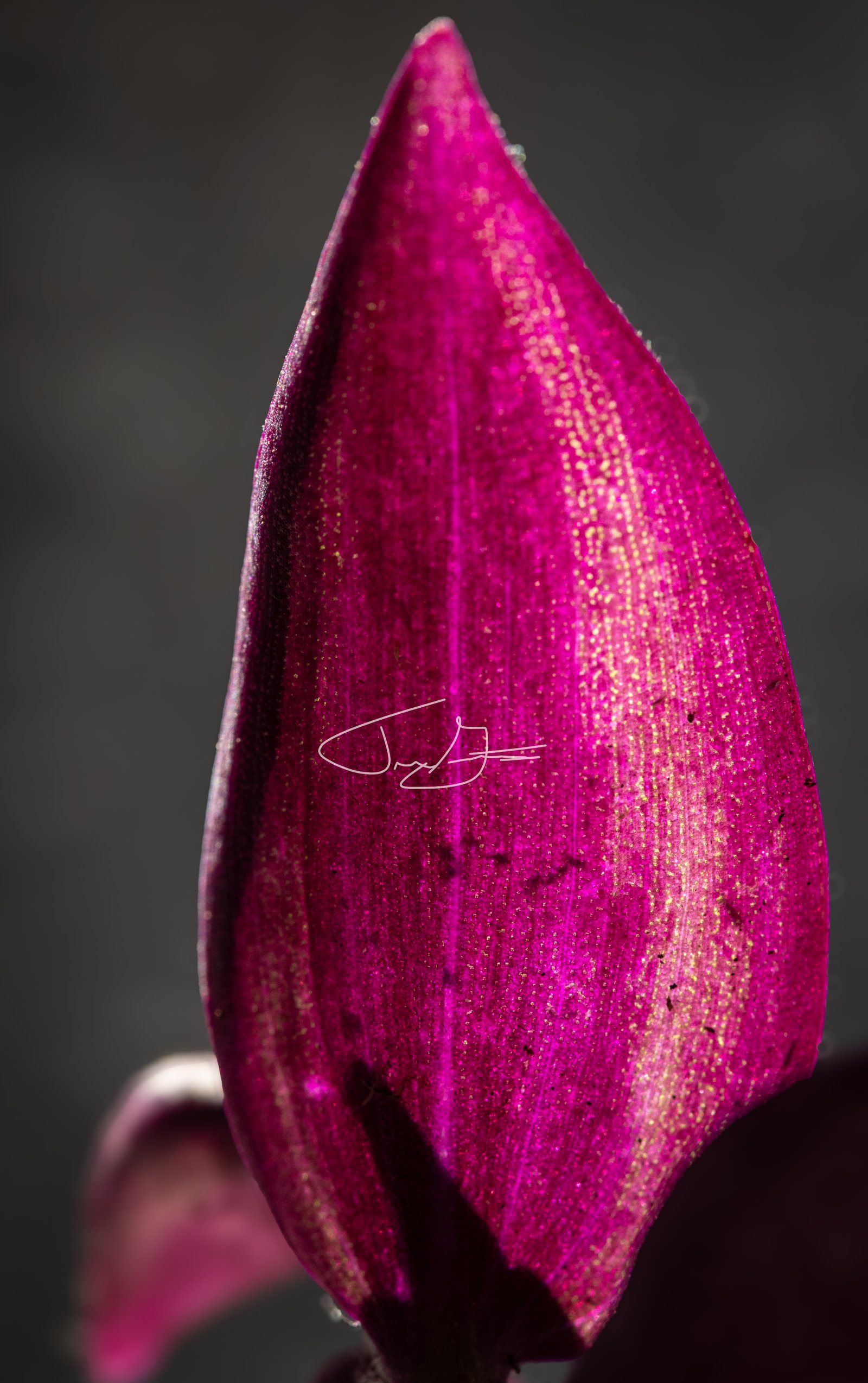 Macro_005