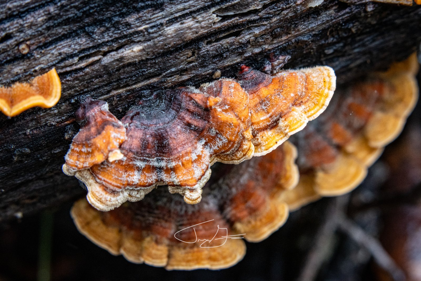 Macro_023
