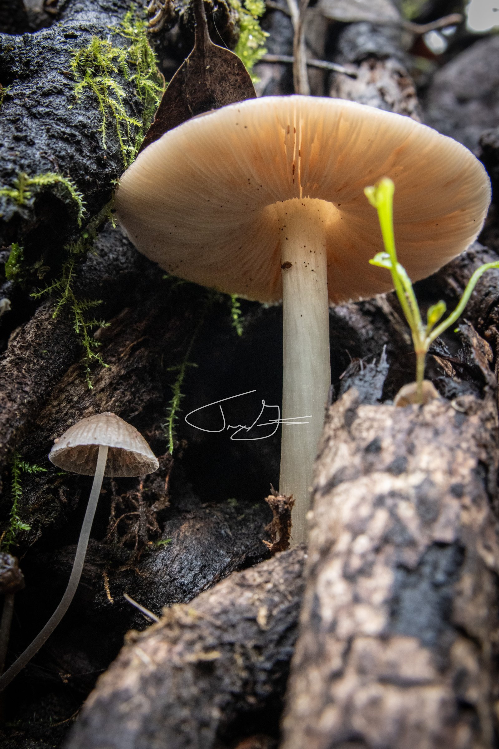 Macro_022