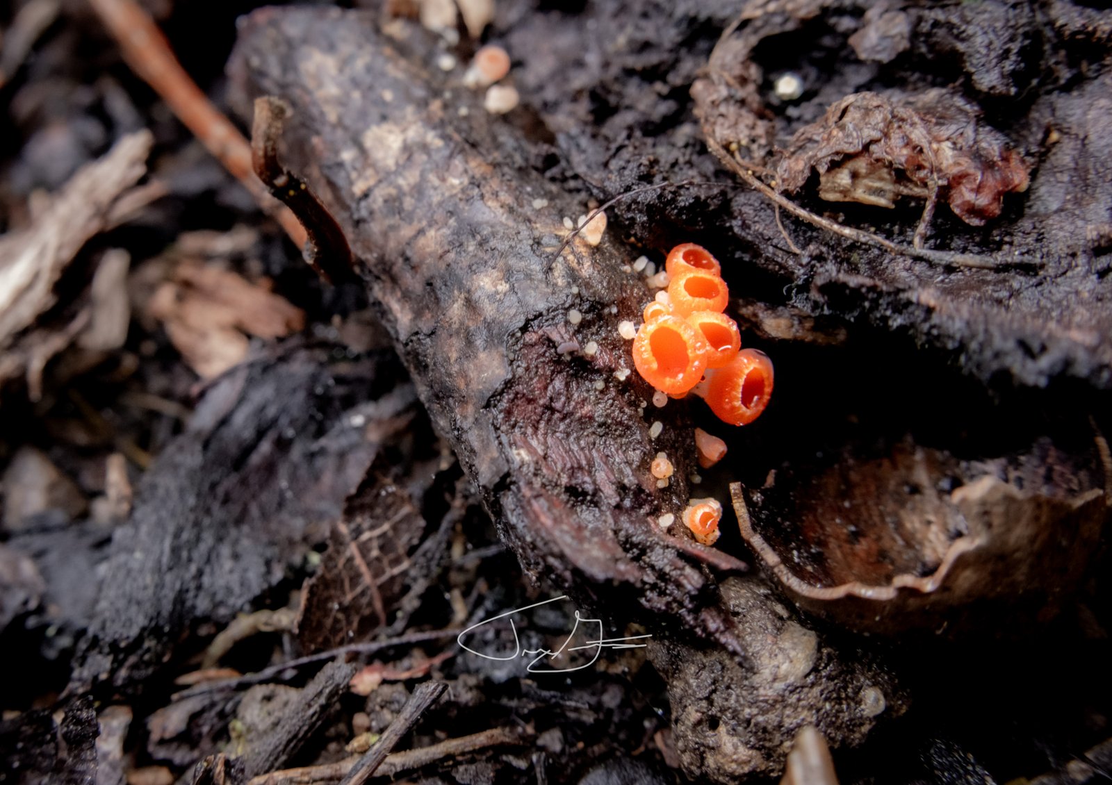 Macro_021