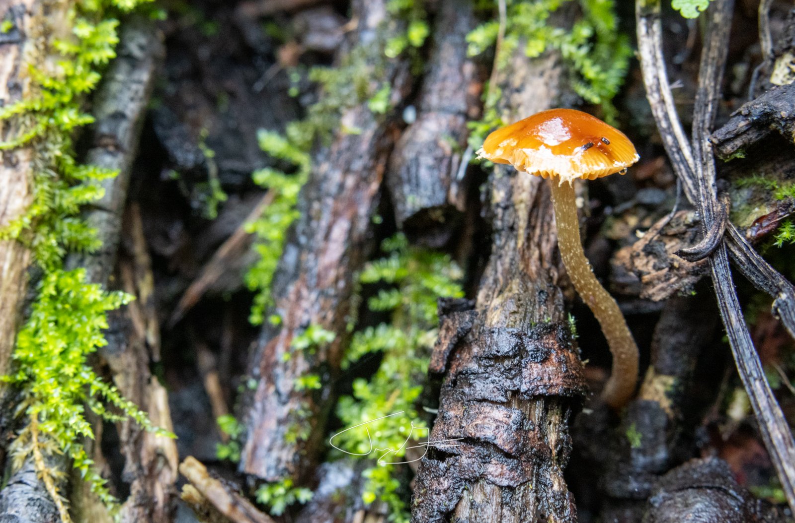 Macro_014