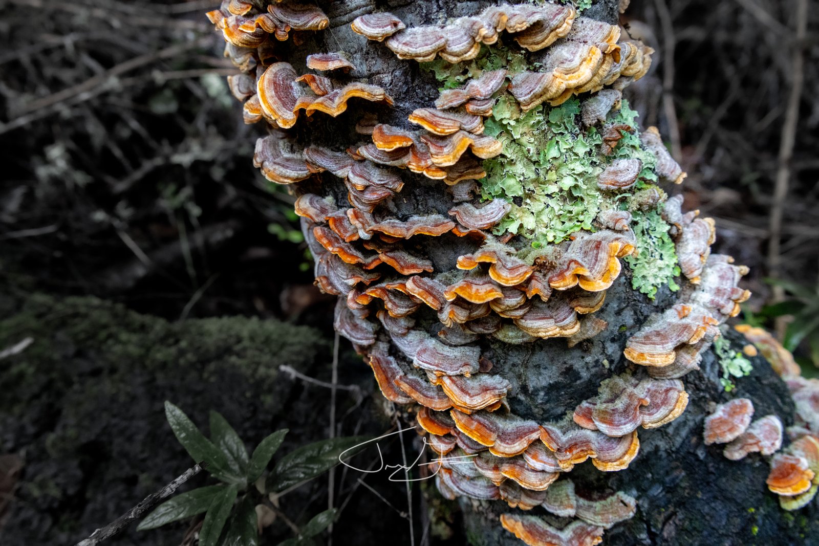 Macro_020