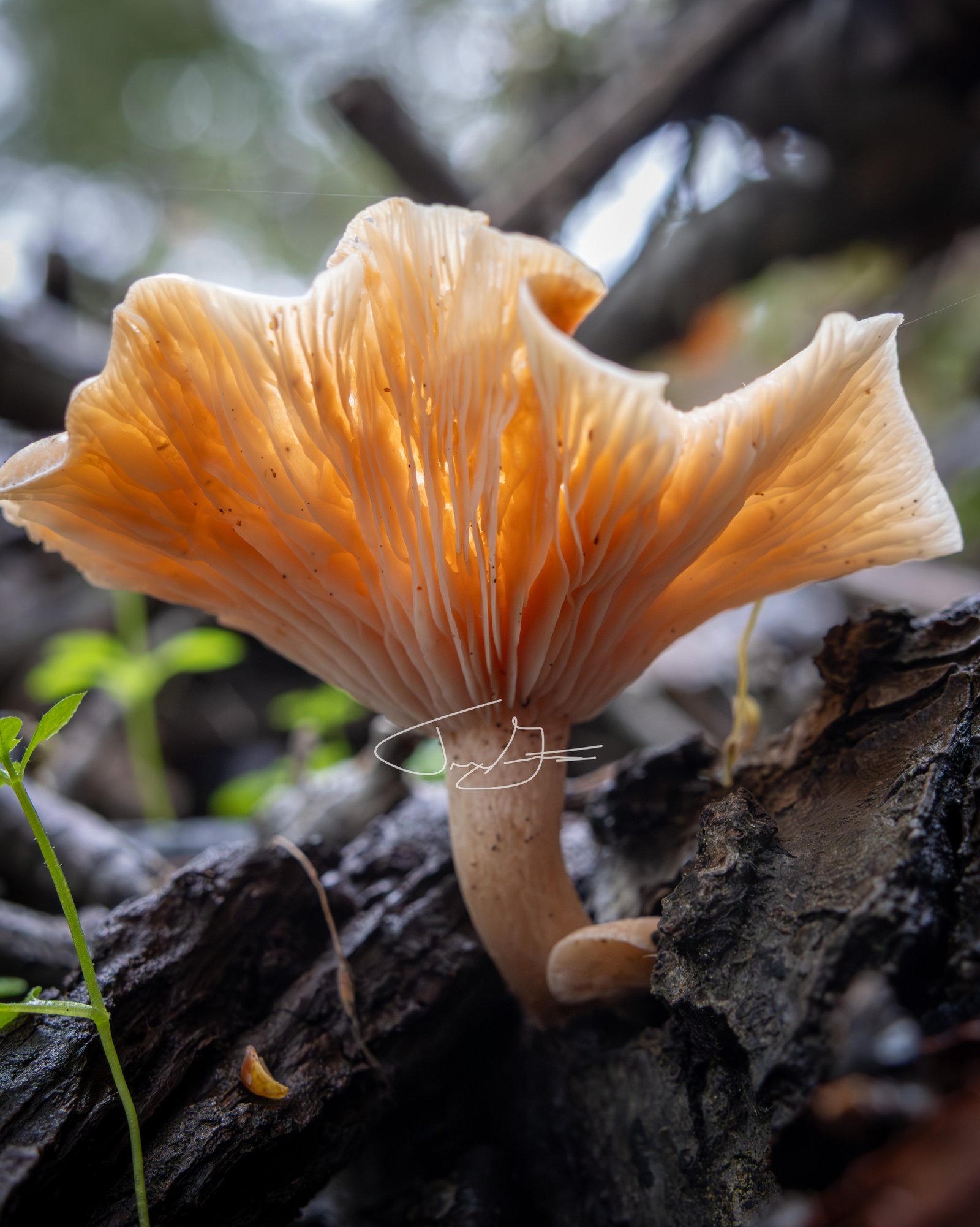 Macro_019