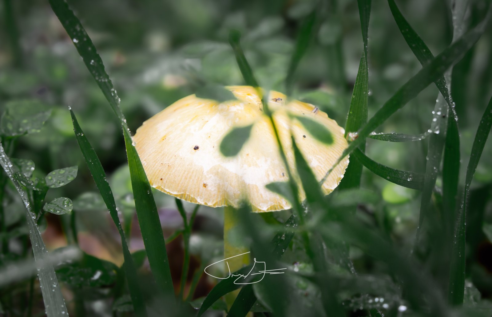 Macro_018