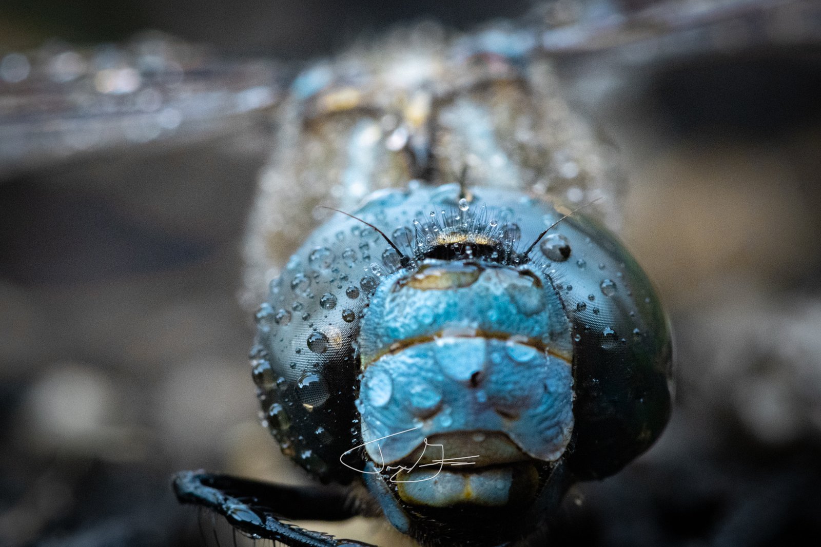 Macro_012
