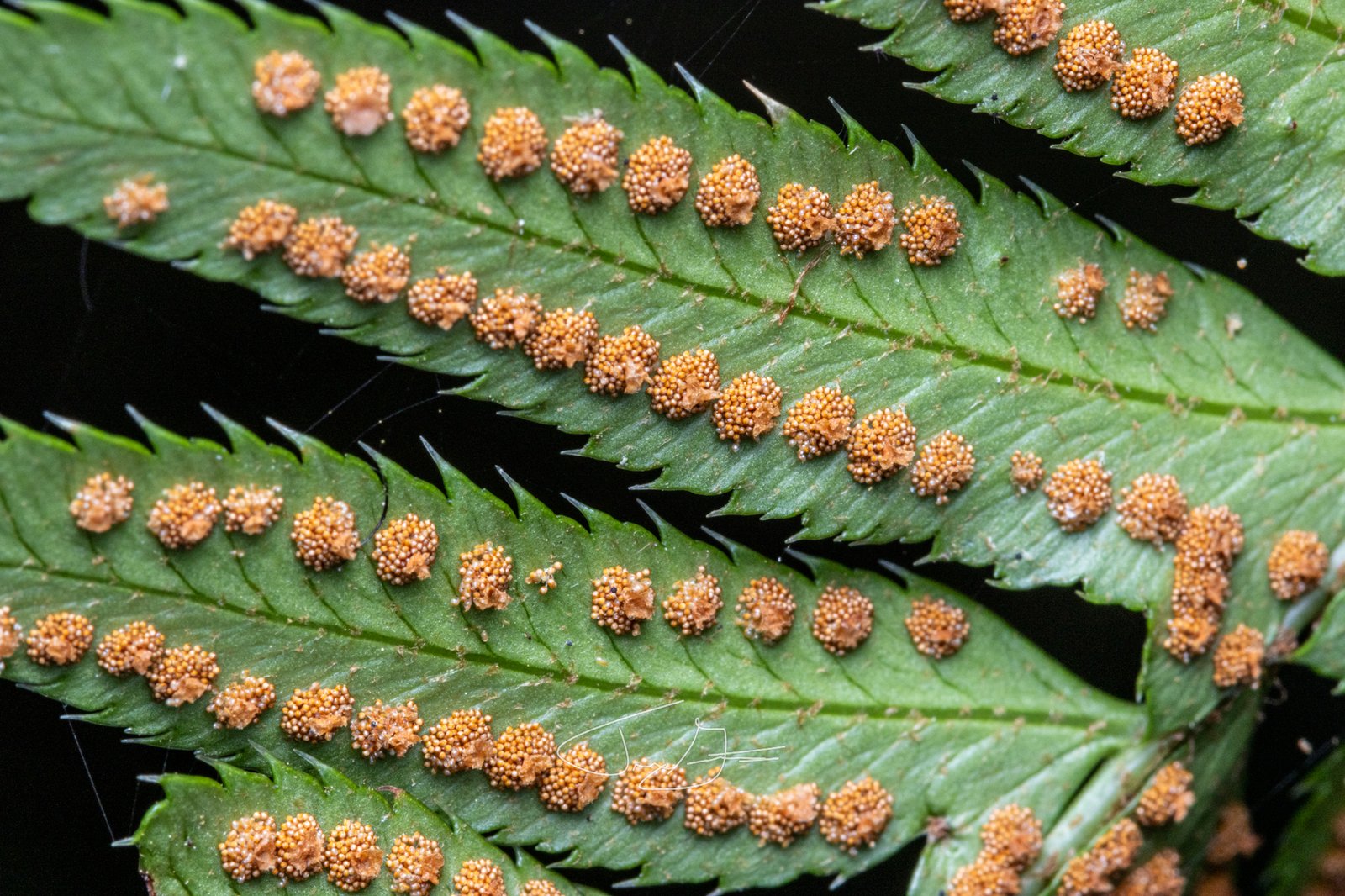 Macro_009
