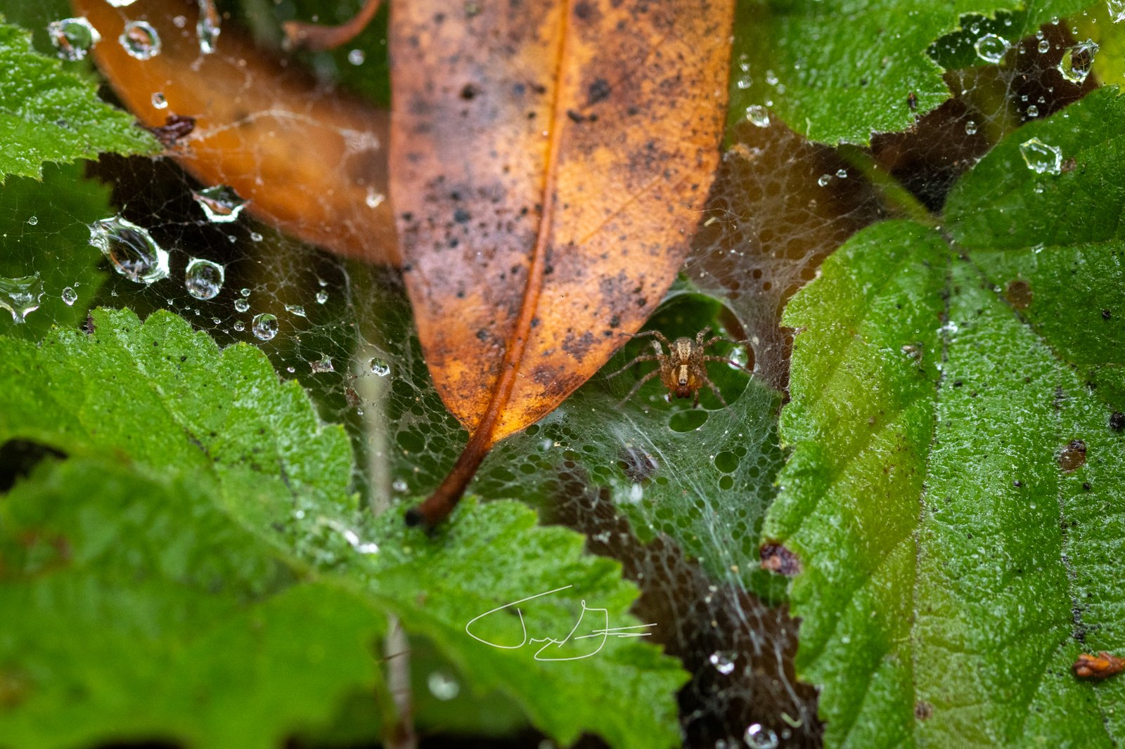 Macro_008