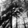 Nature_030