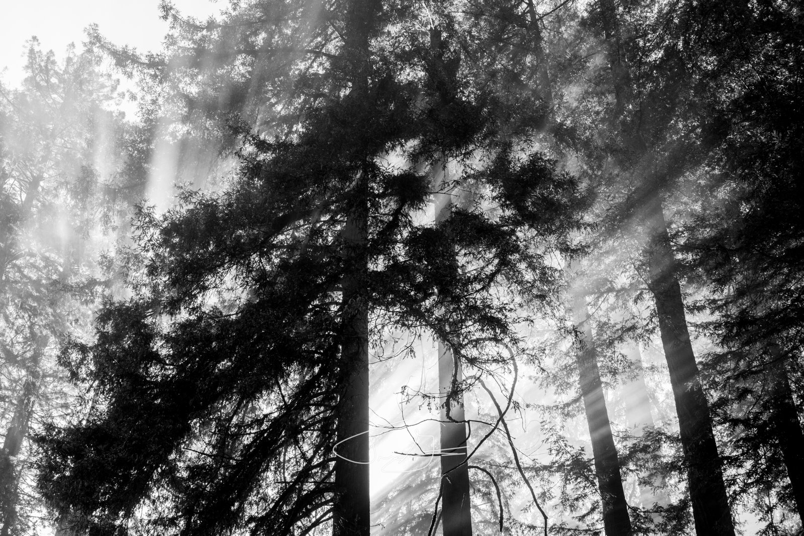 Nature_030