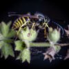 Macro_017