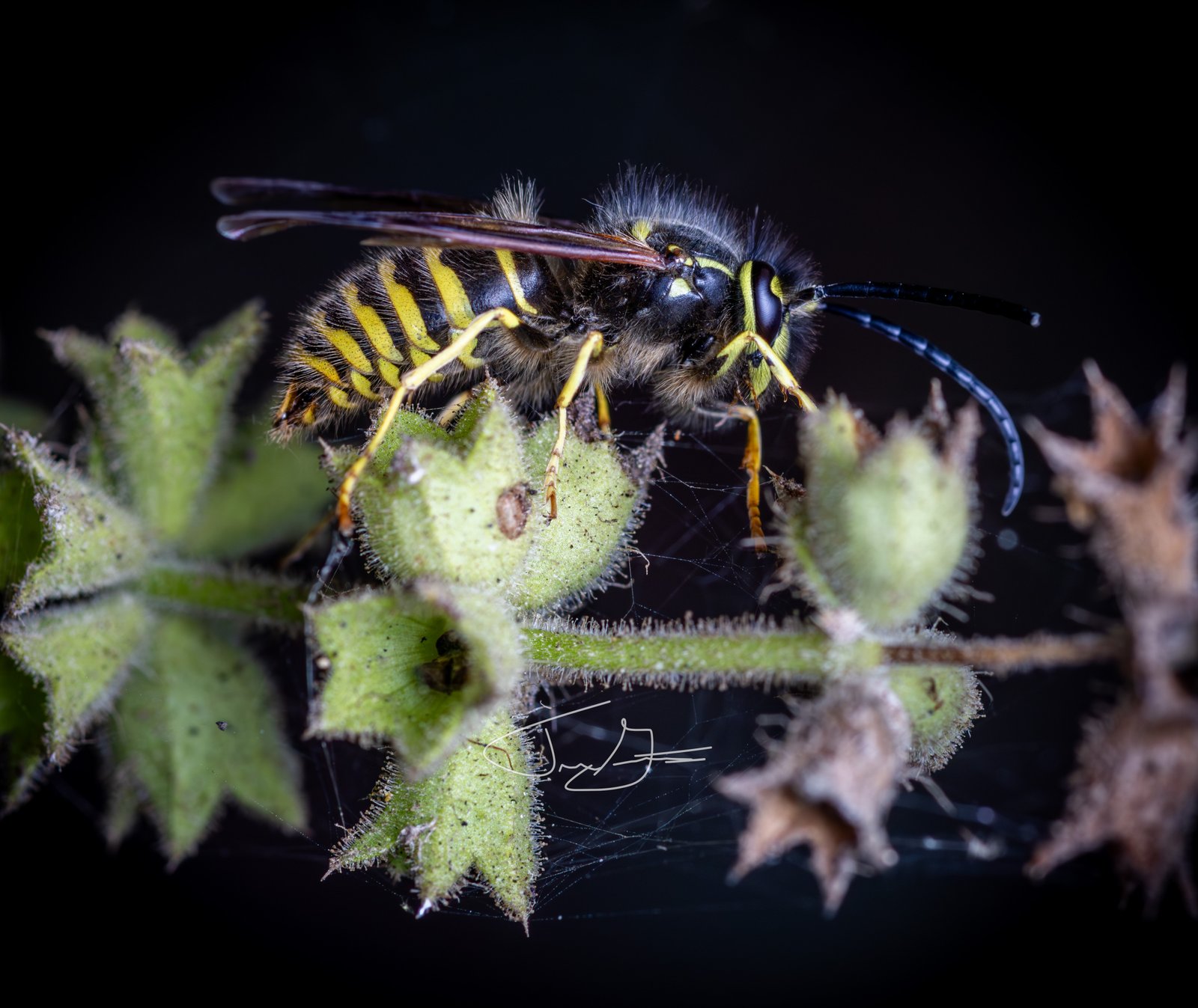 Macro_017