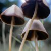 Macro_016