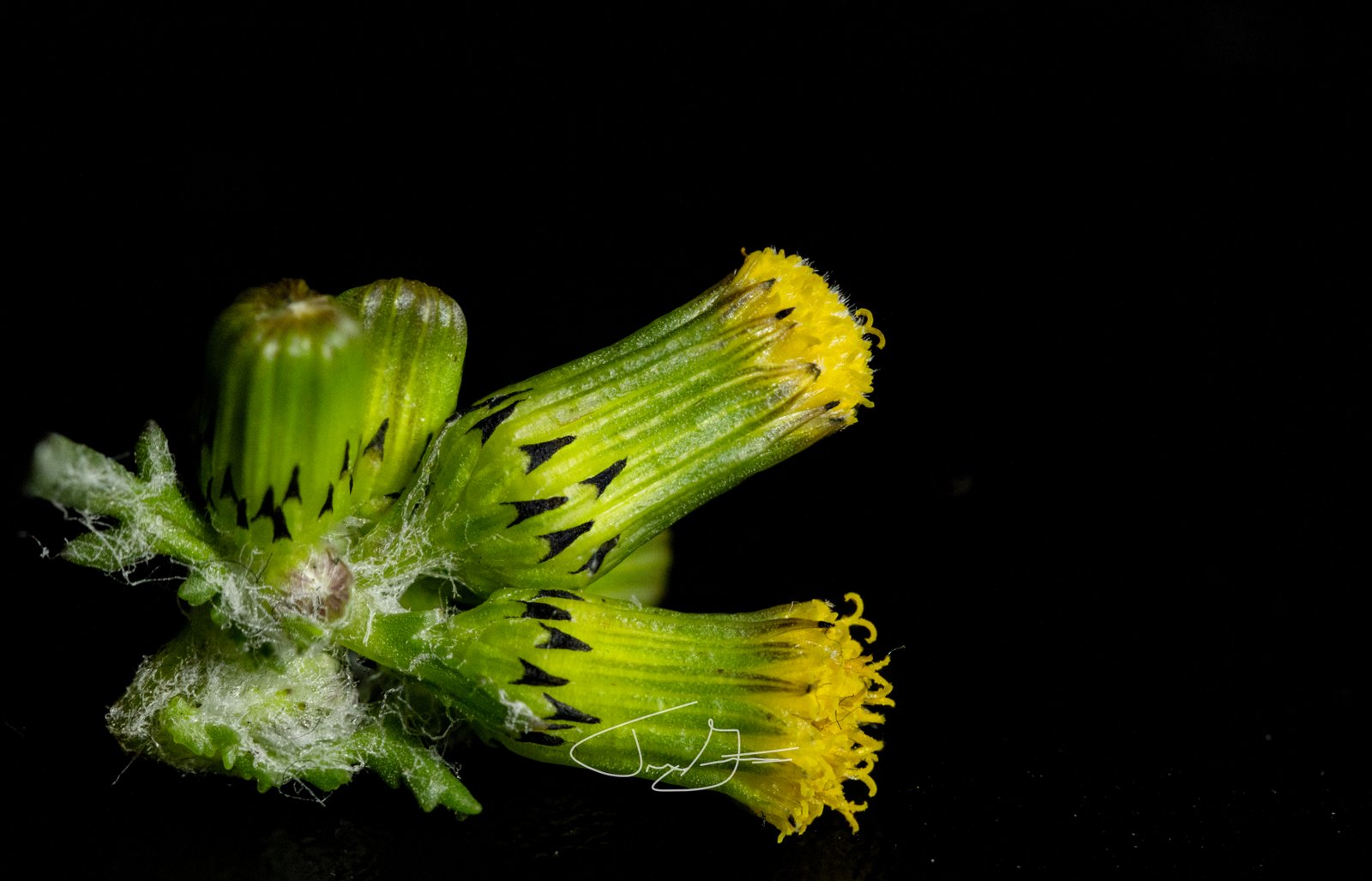 Macro_015