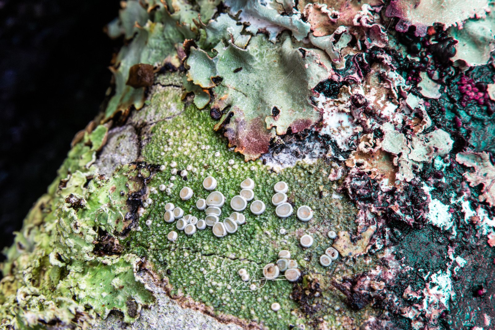 Macro_030