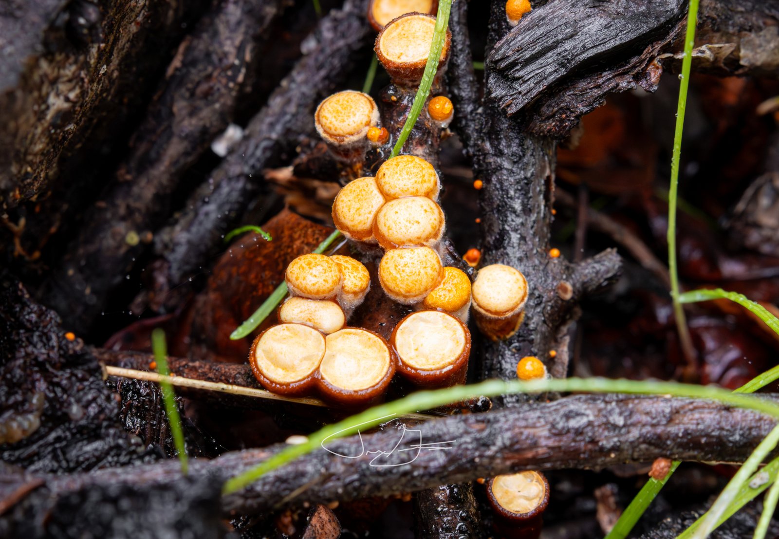 Macro_029