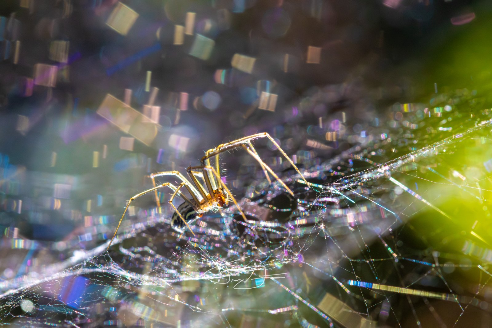 Macro_028