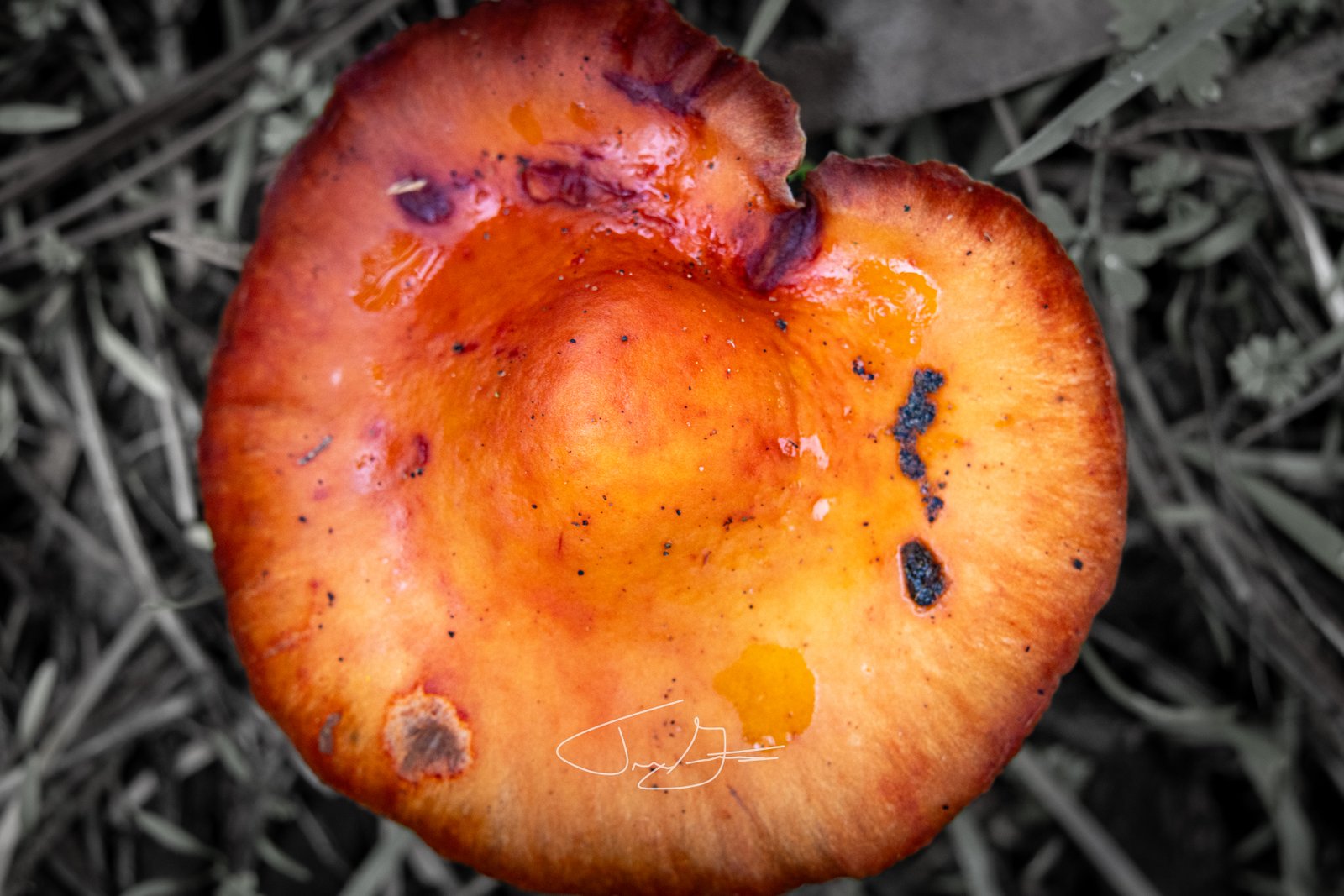 Macro_026