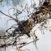 Nature_034