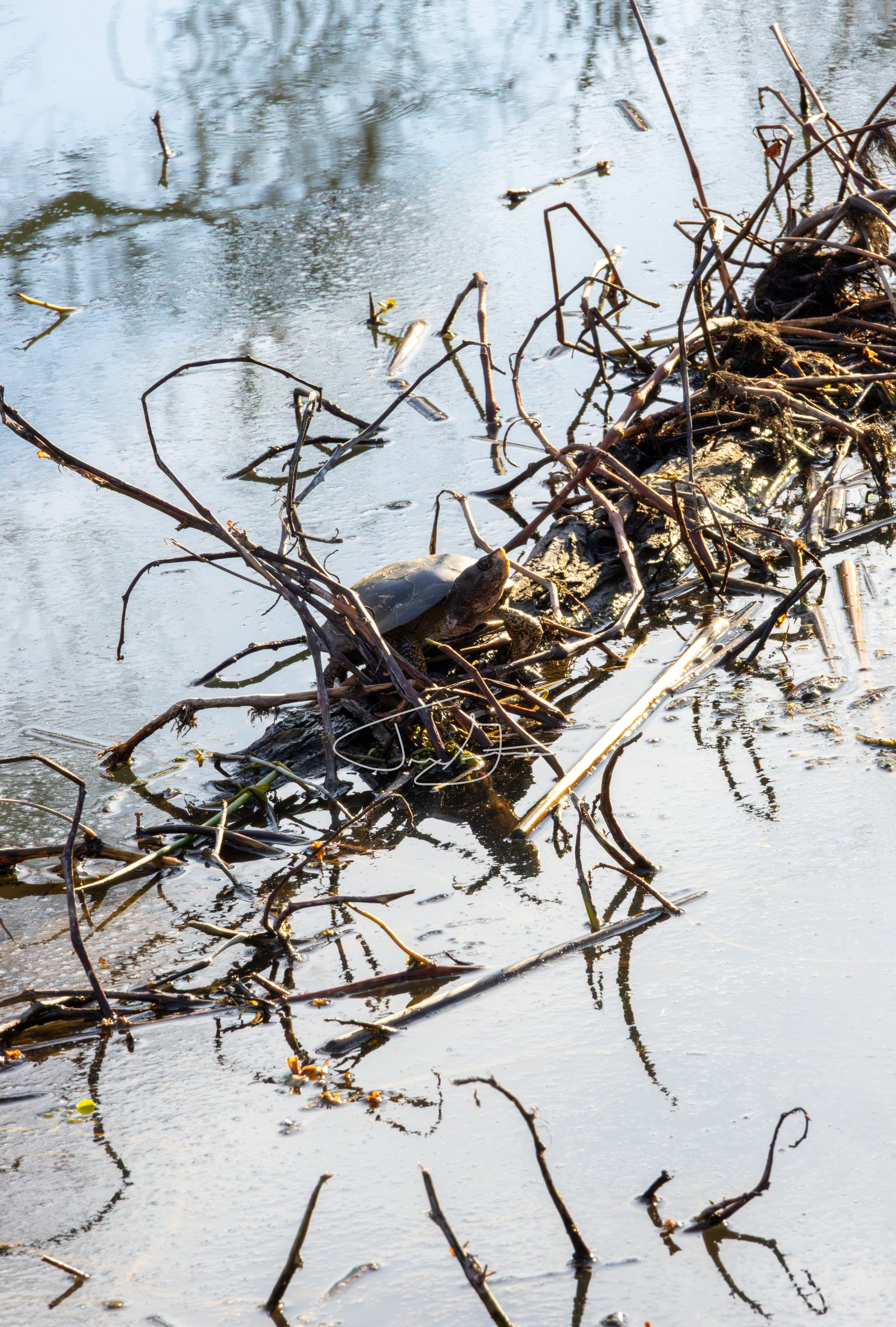 Nature_034