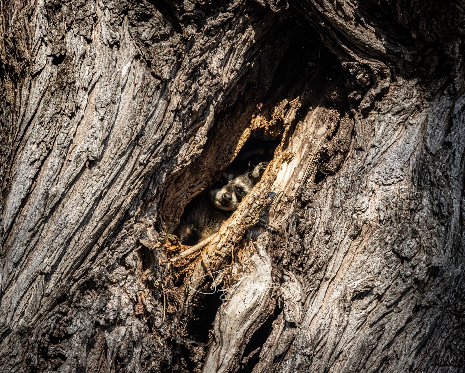 Nature_035